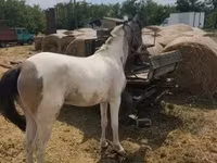 Égua, Cavalos — foto 4