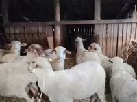 Sheep, Ile-de-France sheep — photo 4