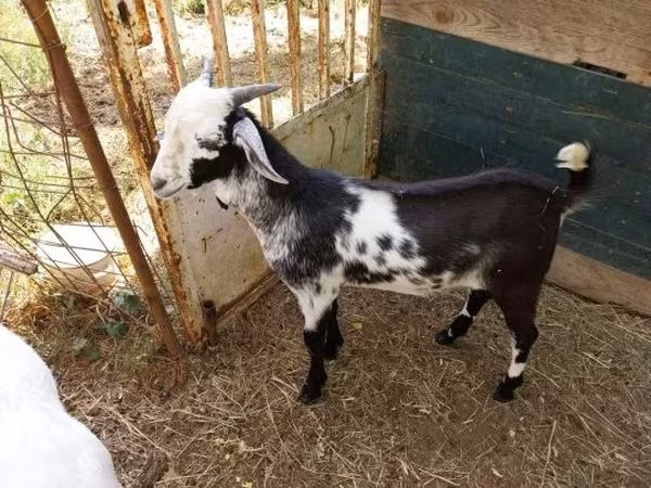 Kozel, Nubian Goat — Maďarsko