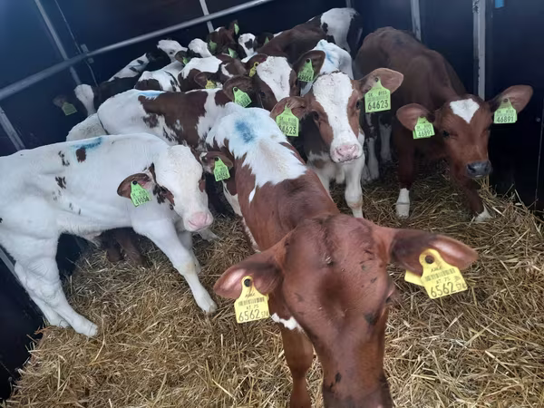 Bika, Simmental cattle