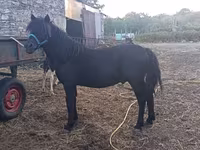 公马, Horses — 照片 1