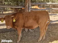 Toro, Vaca Limousin — foto 3