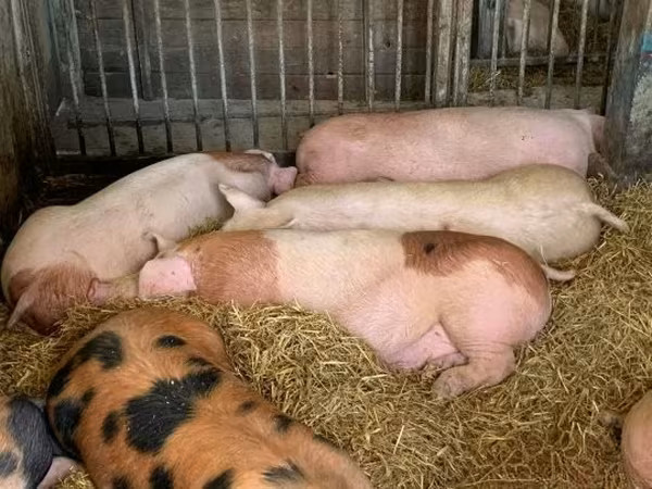 Sow, Pigs — Hungary