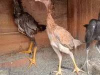 Chickens — الصورة 4