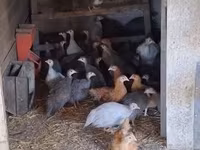Guinea fowl — 2-сурет