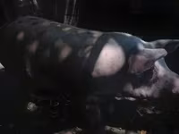 Sow, Pigs — photo 1