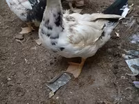 Домашняя мушка — фото 3