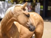 Kanca, Quarter Horse — 3. fotó