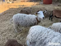 母羊, Merino sheep — 照片 1
