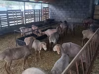 Schaf, Arashan sheep — Foto 3