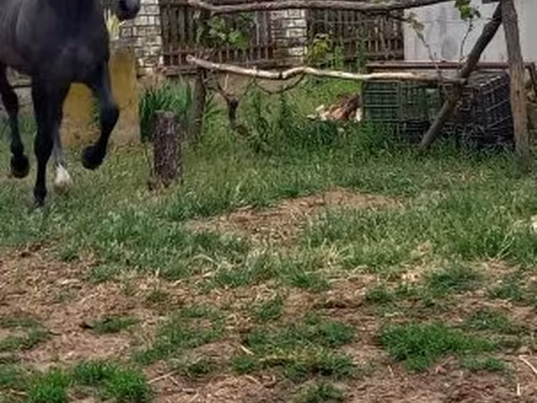 Horse (M), Lipizzaner