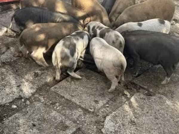 公猪, Австралийская дикая