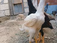 Chickens — 照片 1