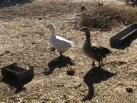 Geese — फ़ोटो 3