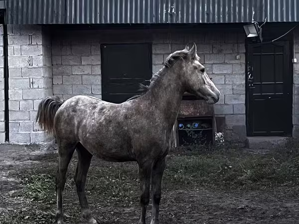 Cavalo, Cavalos