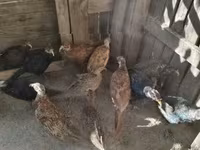 Guinea fowl — photo 3