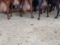 Ziege, Murcia-Granada goats — Foto 2