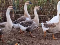 Geese — foto 2