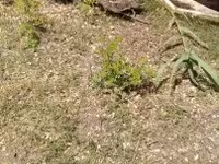 Ducks — 照片 1