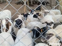 نعجة, Tsigai sheep — الصورة 4