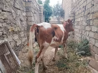 Krava, Simmental cattle — foto 7