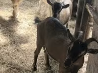 Goat, Goats — photo 4