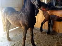 Hing, Friesian — 1. fotó