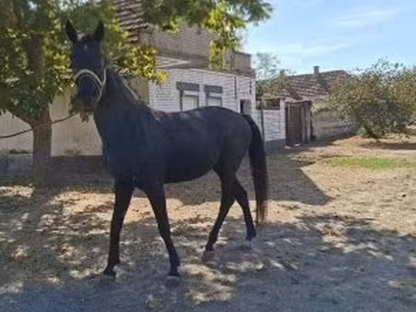 Koń, Hungarian horse breed