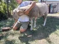 母羊, Lacaune sheep — 照片 4