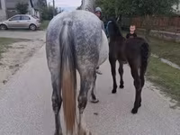 母马, Friesian — 照片 5