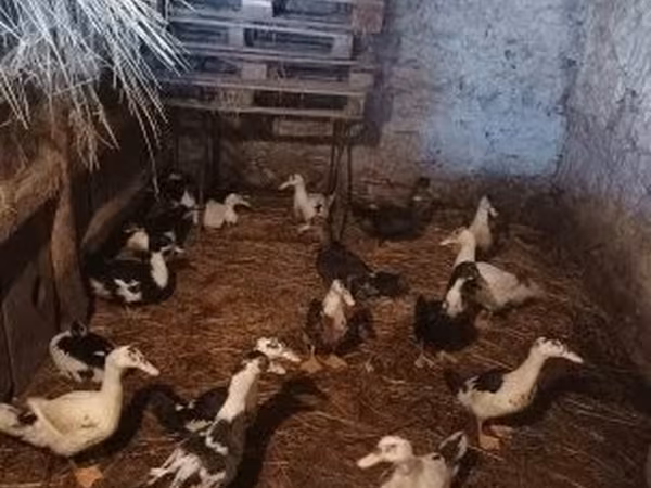 Ducks — Hungary