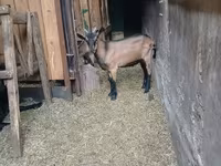 Keçi, Alpine goat — foto 7