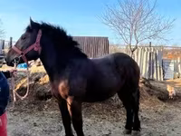 Hing, Nonius horse — 7. fotó