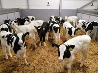 Tehén, Russian Black pied cattle — 4. fotó