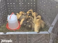 Ducks — photo 2