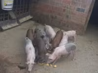 公猪, Pigs — 照片 6