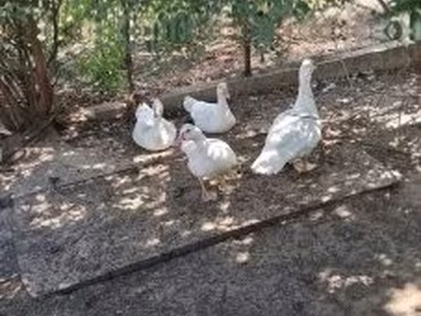 Ducks