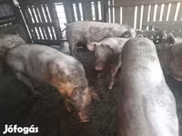 Süldőanya, Крупная белая — 3. fotó