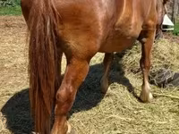 Yegua, Caballos — foto 4