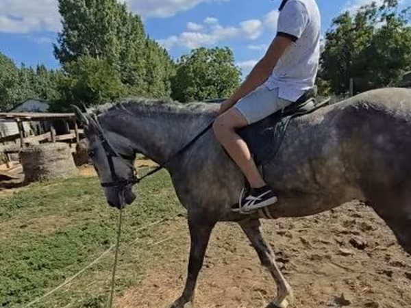 Hing, Lipizzaner