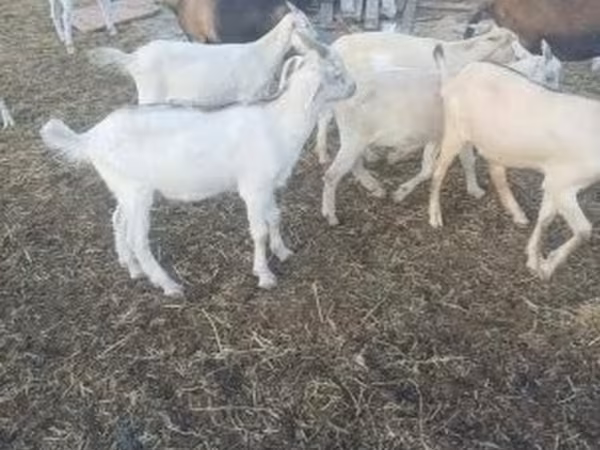 Cabra, Saanen goat