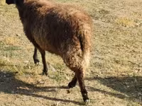 كبش, Tsigai sheep — الصورة 5