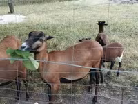 Sheep, Cameroon sheep — photo 2
