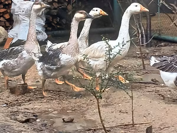 Geese