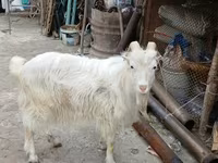 Cabro, Cabras — foto 1