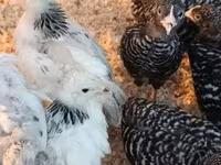 Chickens — الصورة 2