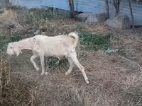 Billy Goat, Beetal goats — photo 3