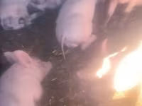 Boar, Pigs — photo 1