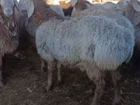 Carneiro, Arashan sheep — foto 1