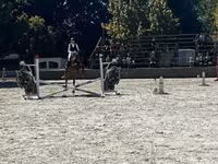 घोड़ा, Oldenburg horse — फ़ोटो 3